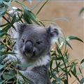 MrKoalaBear's Avatar